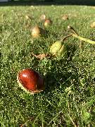 Reethaus Svantevit - Ferienhaus - GALLERY