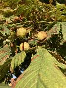 Reethaus Svantevit - Ferienhaus - GALLERY