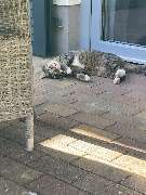 Reethaus Svantevit - Ferienhaus - GALLERY