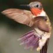 Reisebüro Kolibri - LOGO