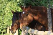 Reitanlage Gut Reichhausen Joachim-Constantin Flores - 1