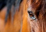 Reitanlage Gut Reichhausen Joachim-Constantin Flores - 2