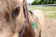 Reitschule Equo Deluxe - GALLERY