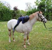 Reitschule Equo Deluxe - GALLERY