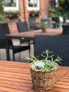 Restaurant Königstein - GALLERY