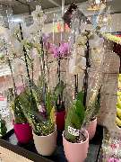 REWE - GALLERY