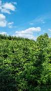 Rheins Tannen - GALLERY