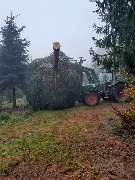 Rheins Tannen - GALLERY