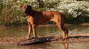 Rhodesian Ridgeback Züchter - GALLERY