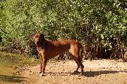 Rhodesian Ridgeback Züchter - GALLERY