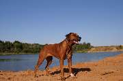 Rhodesian Ridgeback Züchter - GALLERY