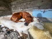 Rhodesian Ridgeback Züchter - GALLERY