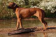 Rhodesian Ridgeback Züchter - GALLERY