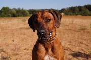 Rhodesian Ridgeback Züchter - GALLERY