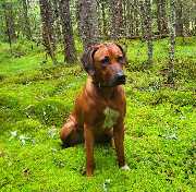 Rhodesian Ridgeback Züchter - GALLERY