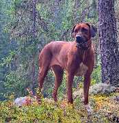 Rhodesian Ridgeback Züchter - GALLERY