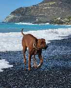 Rhodesian Ridgeback Züchter - GALLERY