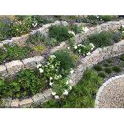 Rieger Gartengestaltung GmbH & Co. KG - GALLERY