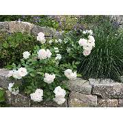 Rieger Gartengestaltung GmbH & Co. KG - GALLERY