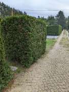 Robert Schöne Garten - und Bauservice - 4