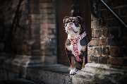 Rocky Dogz - GALLERY