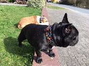 Rocky Dogz - GALLERY