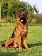 Ronny Görtz Hundeschule - 4