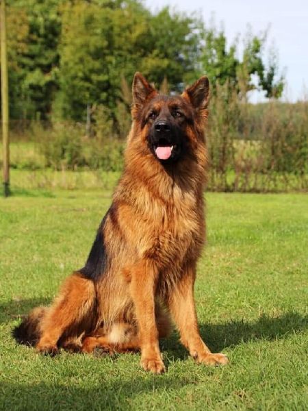 Ronny Görtz Hundeschule - 4