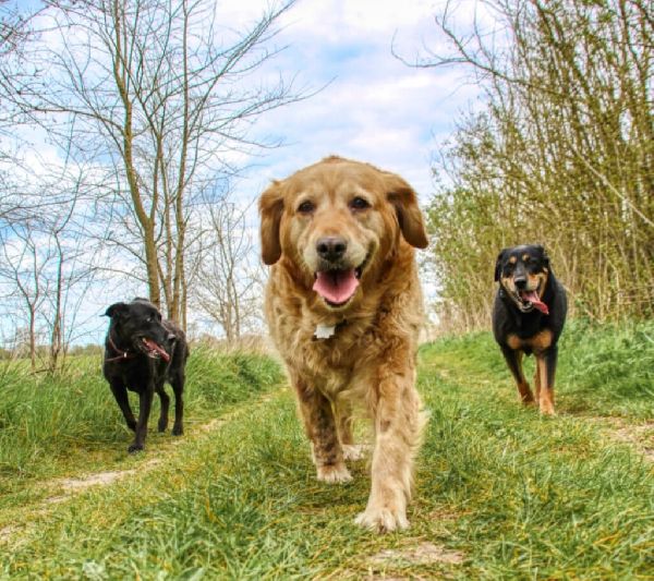 Ronny Görtz Hundeschule - 5