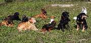Ronny Görtz Hundeschule - 6