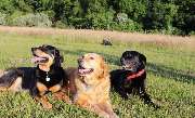 Ronny Görtz Hundeschule - 7