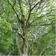 Ronsiek Garten Friedhof Baum GmbH - Zukunftsorientierte Baumpflege für langlebiges und gesundes Grün.