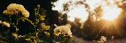 ROSENGARTEN-Tierbestattung Weser-Ems - GALLERY