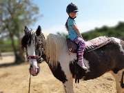 Rosenhof Bieswang e. V. - Therapeutisches Reiten & Reitunterricht - GALLERY