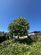 Rüdiger Flöhl Baumpflege - GALLERY