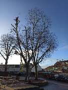 Rüdiger Flöhl Baumpflege - GALLERY