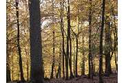 Ruhewald Schloss Tambach e.K. - GALLERY