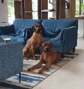Rusape Rhodesian Ridgebacks - GALLERY