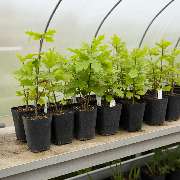 SaatGut Hassler - GALLERY