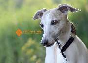 Sabrina Lohse Mediengestaltung & Tierfotografie