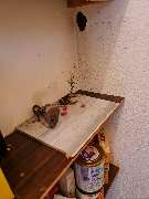 SafeHome Schädlingsbekämpfung Köln - GALLERY