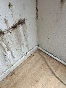 SafeHome Schädlingsbekämpfung Köln - GALLERY