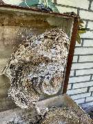 SafeHome Schädlingsbekämpfung Köln - GALLERY