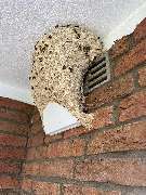 SafeHome Schädlingsbekämpfung Köln - GALLERY