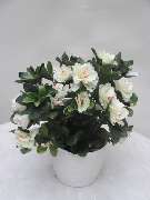 Sailer´s Geschenkideen OHG - künstliche weiße Azalee