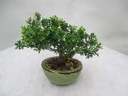 Sailer´s Geschenkideen OHG - künstlicher Bonsai