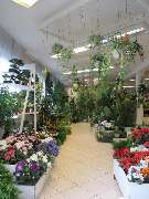 Sailer´s Geschenkideen OHG - Ladenbild Abteilung künstliche blühende und grüne Pflanzen