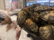 Sakis Fisch & Feinkost - Sakis Fisch und Feinkost