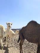 Saudi Arabien Reisen - GALLERY