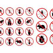 Schädlingsbekämpfungen Staudenmayer - GALLERY